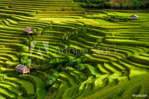 Picture of Scenic view of terraced rice fields